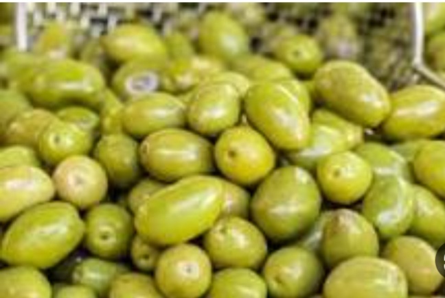 برداشت ۱۶ هزار تن زیتون از باغ‌های بارور رودبار/باغداران دارای باغ قدیمی می‌توانند از تسهیلات بلاعوض استفاده کنند