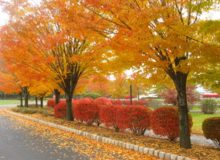 کاشت ۴۰۰ اصله درختان بومی گیلان در مسیر ۴ کیلومتری میدان گیل _ باغ رضوان