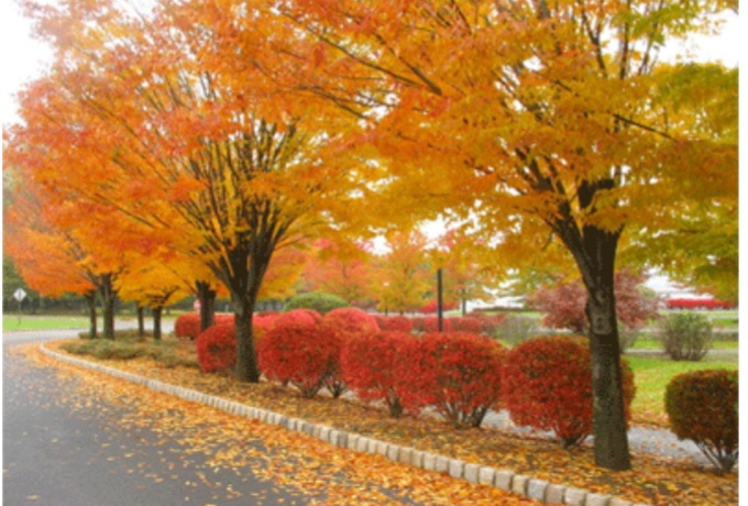 کاشت ۴۰۰ اصله درختان بومی گیلان در مسیر ۴ کیلومتری میدان گیل _ باغ رضوان