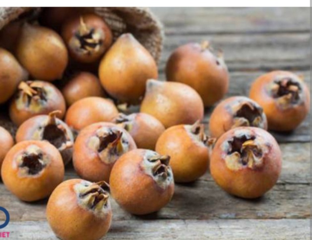 آغاز برداشت ازگیل از ۵۶۰ هکتار از باغهای گیلان