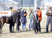 جشنواره ملی زیبایی اسب كاسپین در منطقه آزاد انزلی برگزار شد