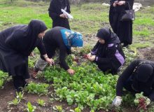 درآمد ۴ میلیارد تومانی سبزیجات برگی و غده‌ای برای کشاورزان گیلانی