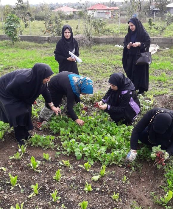 درآمد ۴ میلیارد تومانی سبزیجات برگی و غده‌ای برای کشاورزان گیلانی