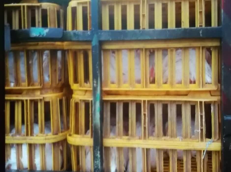 توقيف محموله مرغ فاقد مجوز در صومعه‌سرا
