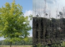 برگزاری ویژه برنامه روز درختکاری در مناطق پنجگانه شهری رشت /بازکاشت نهال در محل اجرای پروژه های طرح میثاق بادستورشهردار رشت/ توزیع نهال رایگان بین شهروندان