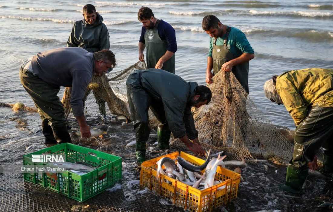مدیر کل شیلات : افزایش ۲۴درصدی صید ماهیان استخوانی