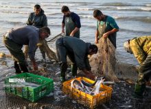 مدیر کل شیلات : افزایش ۲۴درصدی صید ماهیان استخوانی