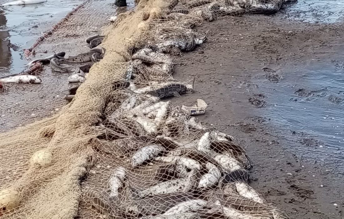 مدیر کل شیلات گیلان : صید سه هزار و ۹۰۰ تن کیلکا و ۲ هزار و ۳۰۰ تن انواع ماهیان استخوانی در سواحل گیلان/افزایش ۲۱ درصدی صید ماهیان استخوانی