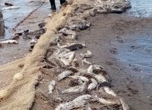 مدیر کل شیلات گیلان : صید سه هزار و ۹۰۰ تن کیلکا و ۲ هزار و ۳۰۰ تن انواع ماهیان استخوانی در سواحل گیلان/افزایش ۲۱ درصدی صید ماهیان استخوانی