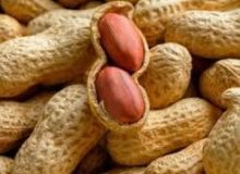 کشت بادام زمینی در آستانه اشرفیه آغاز شد