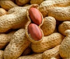 کشت بادام زمینی در آستانه اشرفیه آغاز شد