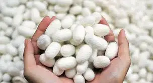 رئیس سازمان جهاد کشاورزی گیلان خبر داد: آغاز توزیع تخم نوغان از شنبه در گیلان