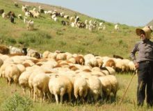 حفظ وصیانت ازمراتع ضامن توسعه پایدار