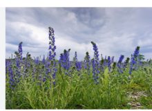 برداشت گل گاوزبان از باغ‌های گیلان آغاز شد