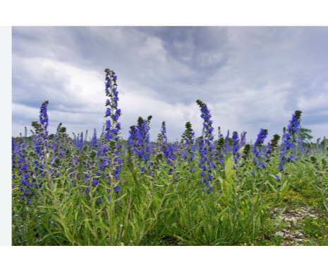 برداشت گل گاوزبان از باغهای گیلان آغاز شد