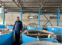 اگر مراکز بازسازی ذخایر شیلات فعالیت نکنند ماهیان ارزشمند خزر مورد تهدید نابودی ذخایرخواهند بود 