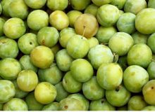 برداشت آلوچه از باغ‌های گیلان آغاز شد