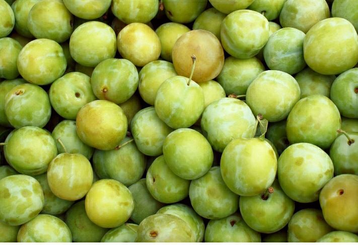 برداشت آلوچه از باغ‌های گیلان آغاز شد