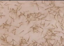 مدیر کل شیلات گیلان :۲۰۰ میلیون بچه‌ماهی در سواحل گیلان رهاسازی می‌شوند