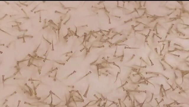 مدیر کل شیلات گیلان :۲۰۰ میلیون بچهماهی در سواحل گیلان رهاسازی میشوند