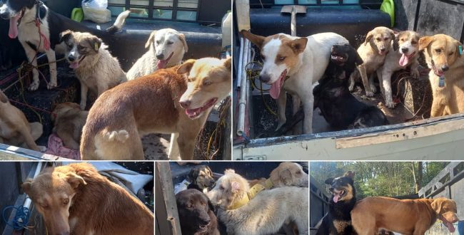 مدیر منطقه یک شهرداری رشت: طرح جمع آوری و انتقال سگ های بلاصاحب در دستور کار شهرداری منطقه یک رشت قرار گرفت/ شهروندان از غذا دادن به سگ های بلاصاحب پرهیز کنند