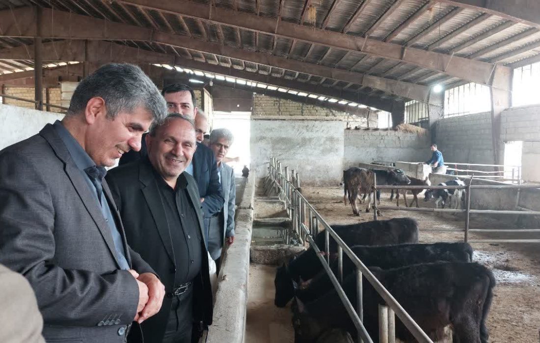 رئیس سازمان جهاد کشاورزی گیلان: کشت علوفه در دستور کار زنجیره ارزش دامپروری گیلان است