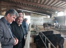 رئیس سازمان جهاد کشاورزی گیلان: کشت علوفه در دستور کار زنجیره ارزش دامپروری گیلان است