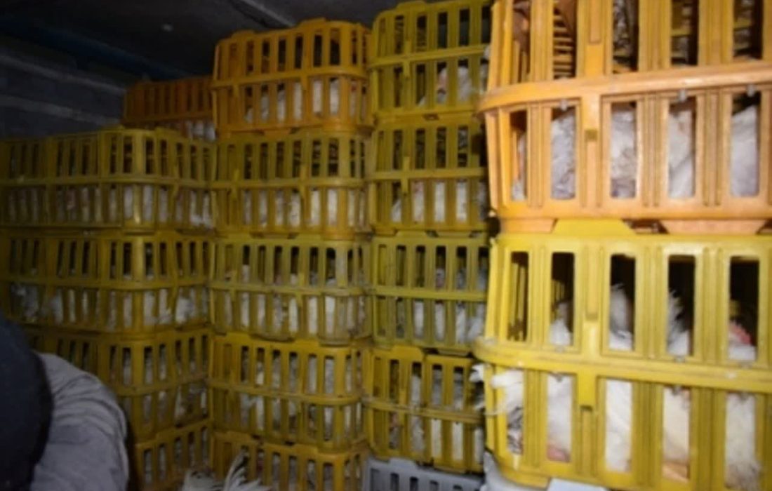 کشف مرغهای فاقد مجوز در رضوانشهر