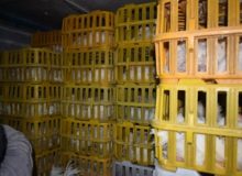 کشف مرغ‌های فاقد مجوز در رضوانشهر