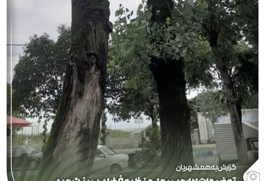 روشنگری شهرداری انزلی در خصوص حذف درختان خطر آفرین