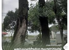 روشنگری شهرداری انزلی در خصوص حذف درختان خطر آفرین