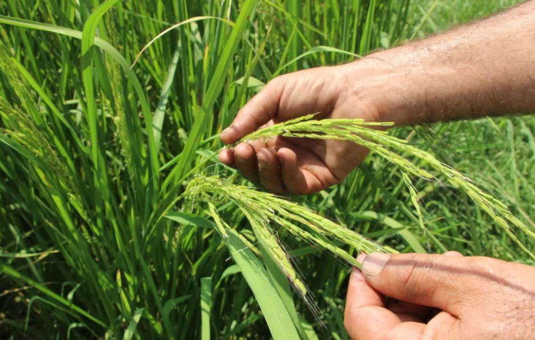 ظهور خوشه برنج در مزارع پیمانکاران شرکت خدمات حمایتی کشاورزی در شهرستان صومعه سرا