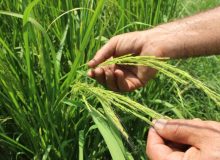 ظهور خوشه برنج در مزارع پیمانکاران شرکت خدمات حمایتی کشاورزی در شهرستان صومعه سرا