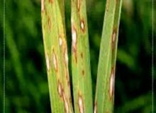 توصیه های فنی مدیر حفظ نباتات سازمان جهاد کشاورزی گیلان درباره بلاست برنج