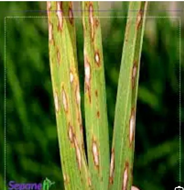 توصیه های فنی مدیر حفظ نباتات سازمان جهاد کشاورزی گیلان درباره بلاست برنج