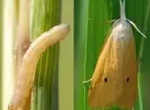 کشاورزان روش‌های مبارزه با آفت کرم ساقه‌خوار برنج را مد نظر قرار دهند