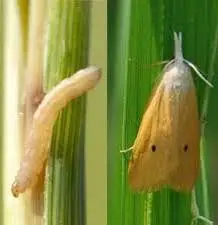 کشاورزان روشهای مبارزه با آفت کرم ساقهخوار برنج را مد نظر قرار دهند