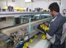 فعالیت ۱۶۲ واحد بسته بندی محصولات کشاورزی در گیلان