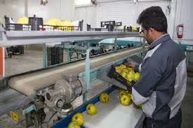 فعالیت ۱۶۲ واحد بسته بندی محصولات کشاورزی در گیلان