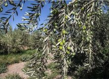 توزیع ۶۰۵ تن کود کشاورزی در میان باغ داران زیتون رودبار