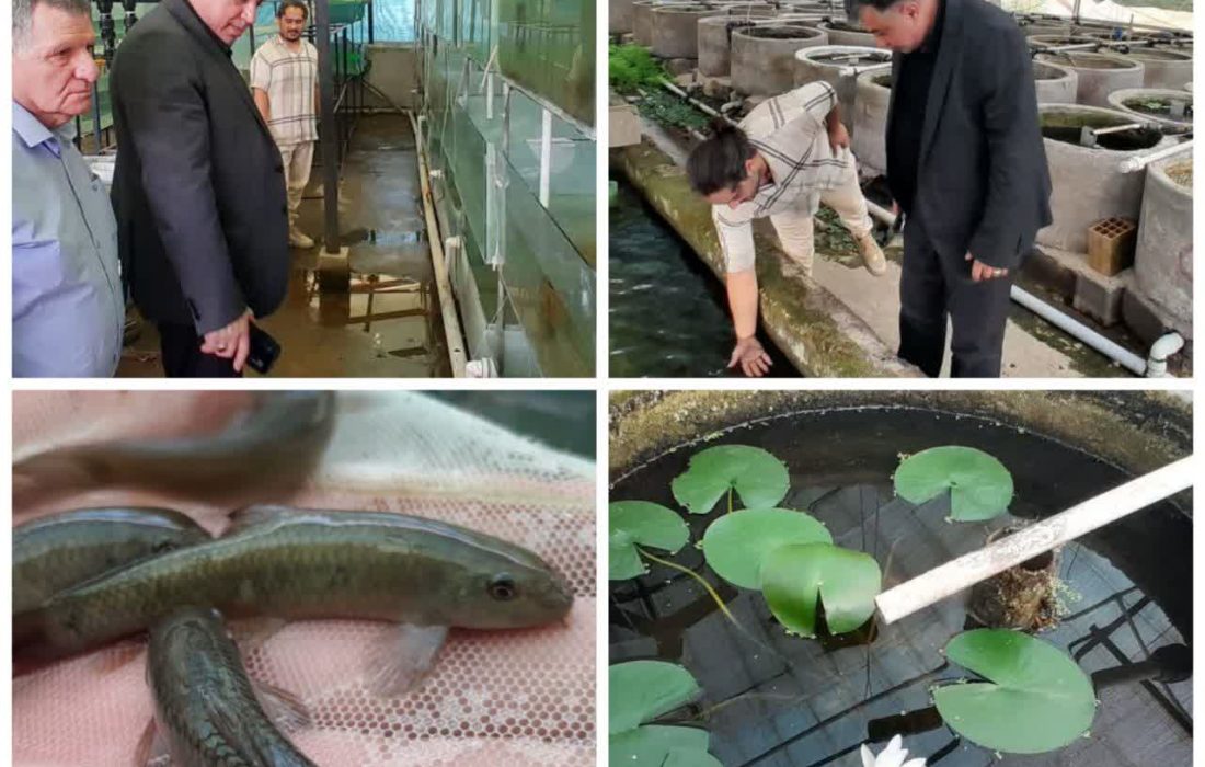 بازدید مدیرکل شیلات گیلان از مزرعه ماهیان زینتی با همراهی رئیس بازسازی ذخایر شهید انصاری رشت