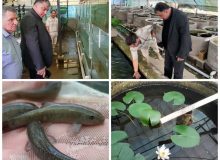 بازدید مدیرکل شیلات گیلان از مزرعه ماهیان زینتی با همراهی رئیس بازسازی ذخایر شهید انصاری رشت