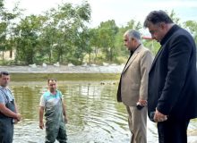 مدیر کل شیلات گیلان :رهاسازی بیش از دومیلیون قطعه بچه ماهی سفید در چوبر