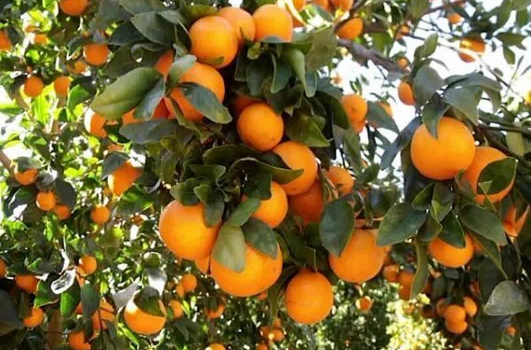 توزیع بیش از ۲۶۳ تن کود کشاورزی در میان باغداران پرتقال در استان گیلان طی سال جاری