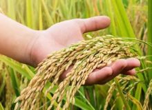 برداشت برنج از۹۵ درصد از اراضی کشاورزی گیلان