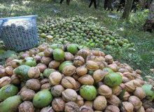 مدیر باغبانی سازمان جهاد کشاورزی گیلان خبر داد: آغاز برداشت نوبرانه گردو از باغات گیلان