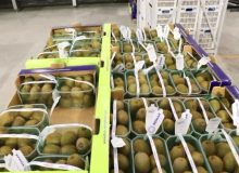 رئیس سازمان جهاد کشاورزی گیلان خبر داد: آغاز صادرات کیوی گیلان از ابتدای مهر ماه