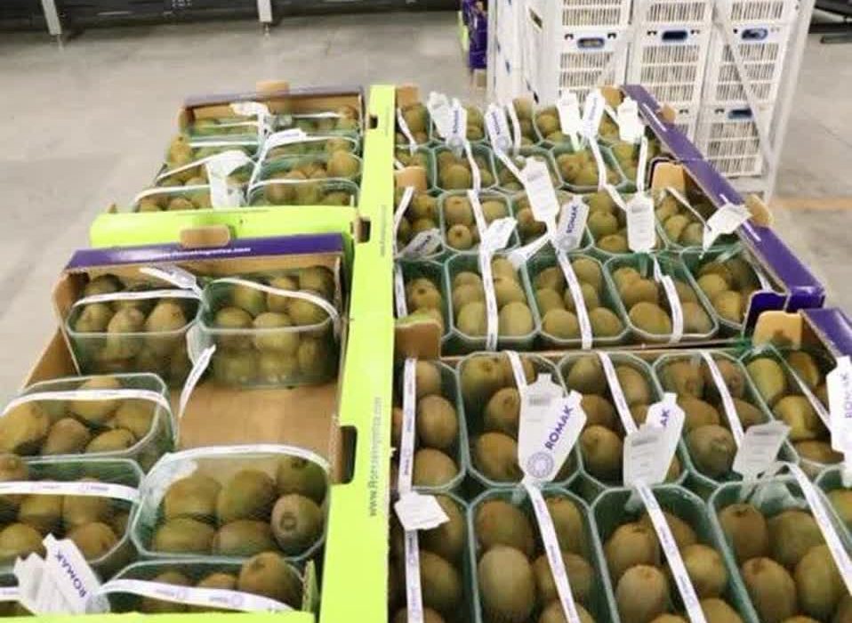 رئیس سازمان جهاد کشاورزی گیلان خبر داد: آغاز صادرات کیوی گیلان از ابتدای مهر ماه