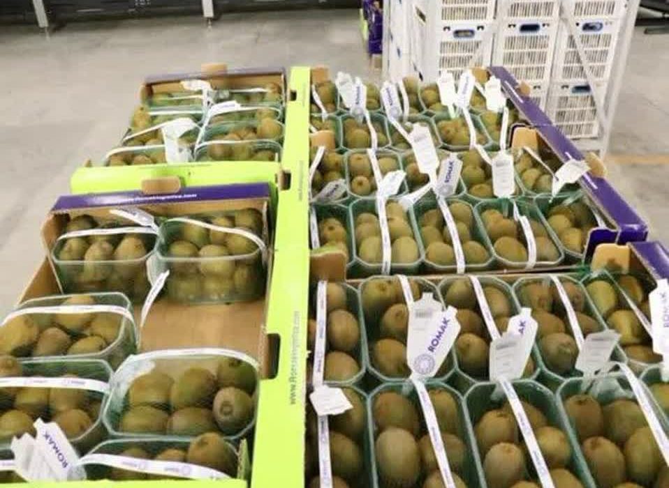 رئیس جهاد کشاورزی گیلان : بیش از ۲۰۰هزار تن صادرات کیوی با ارزش اقتصادی بیش از ده هزار میلیارد تومان در سال گذشته