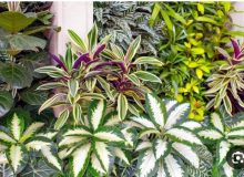 صادرات ۹ محموله گیاهان زینتی از گیلان